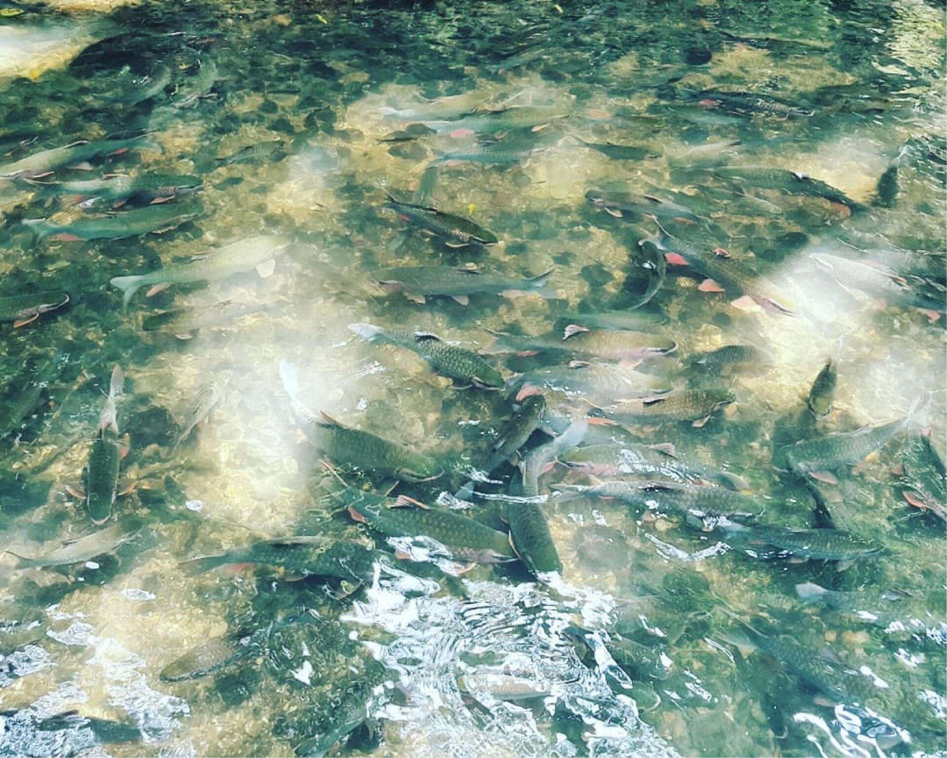 Magic Fish Stream