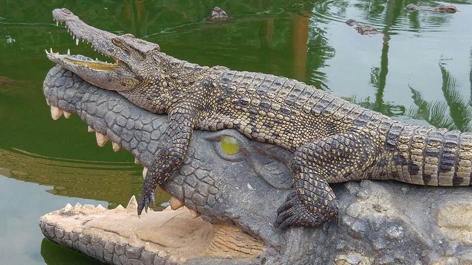 ロンスエンワニ園