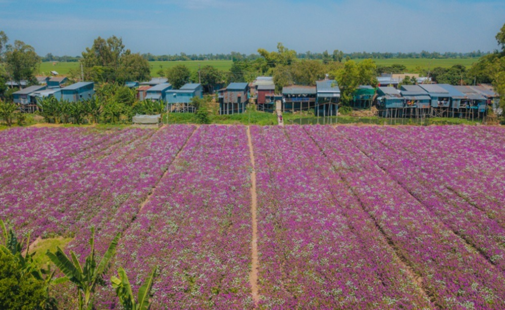 Cánh đồng Hoa Dừa Cạn Tím