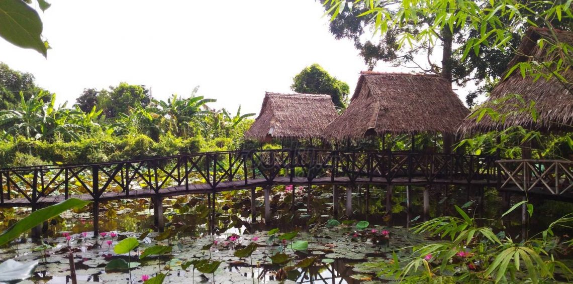 The simple beauty of the water lily ecological garden