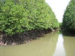 Mangrove Forest eco-tourism area