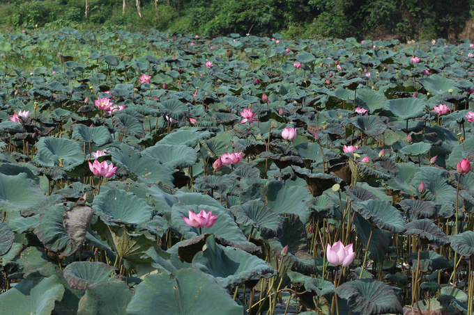 Van Hoi lotus pond