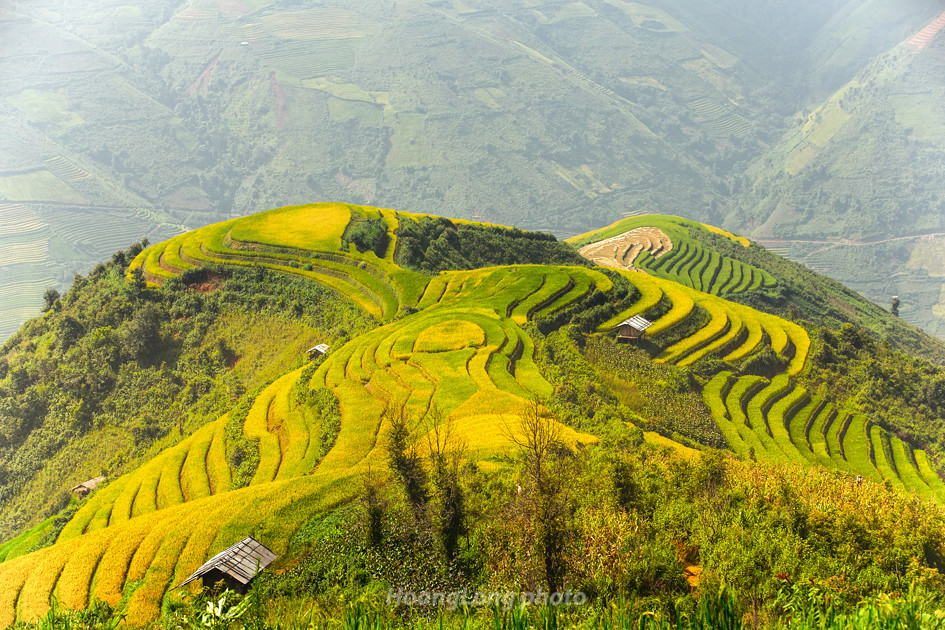 Lung linh Xím Vàng