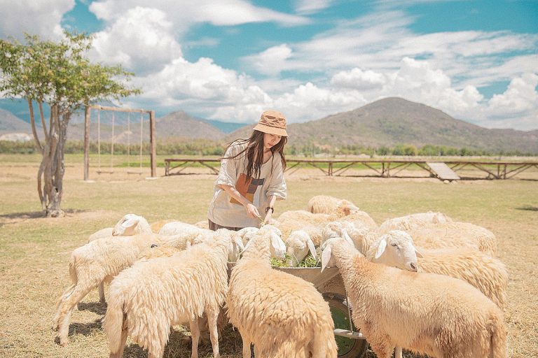 Suoi Nghe Sheep Field