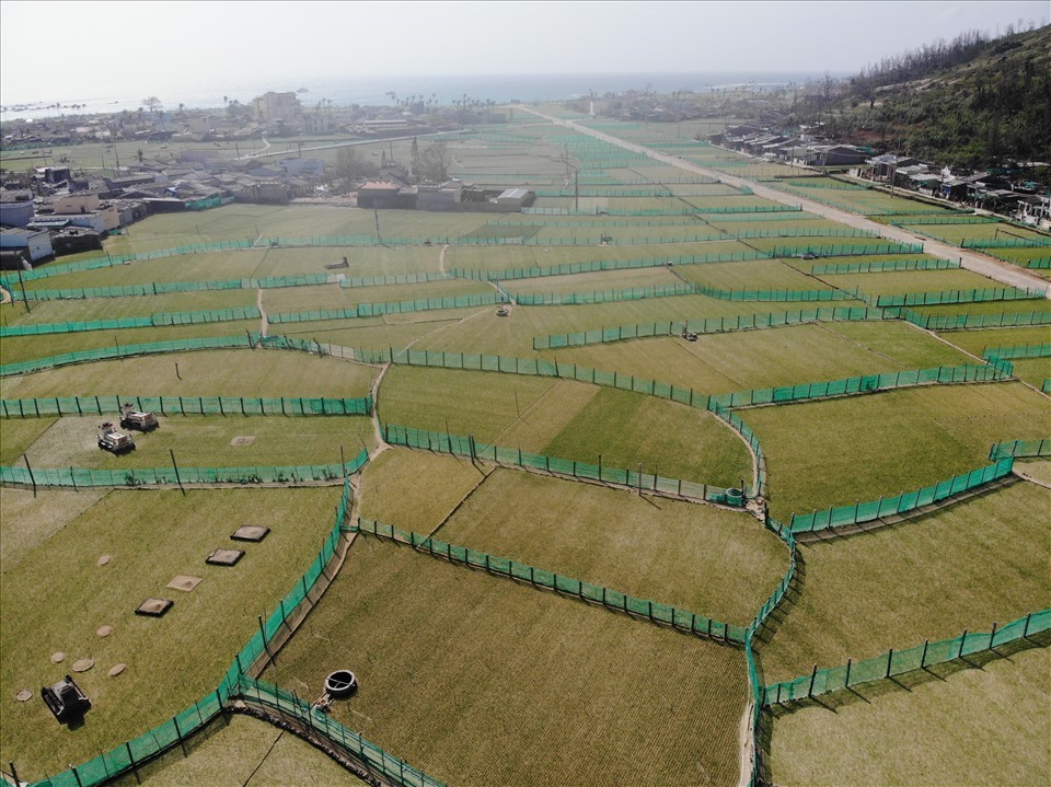 Ly Son garlic fields