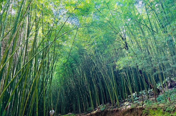 阮平竹林郁郁葱葱。