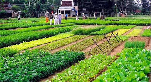 Tra Que vegetable village