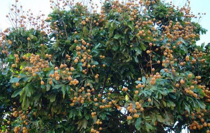 Pictures of ancient longan garden over 100 years old in the harvest season