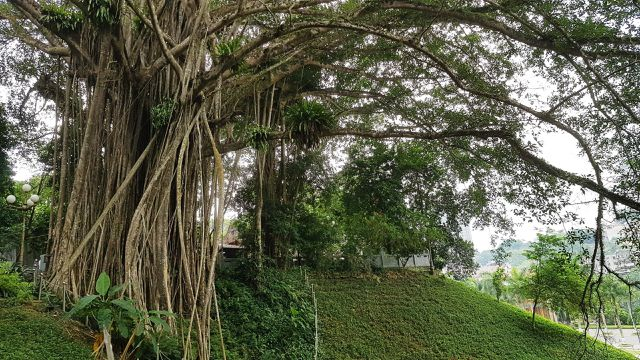 Vietnamese heritage banyan tree