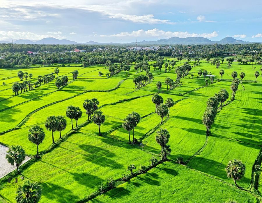 Palmyra fields