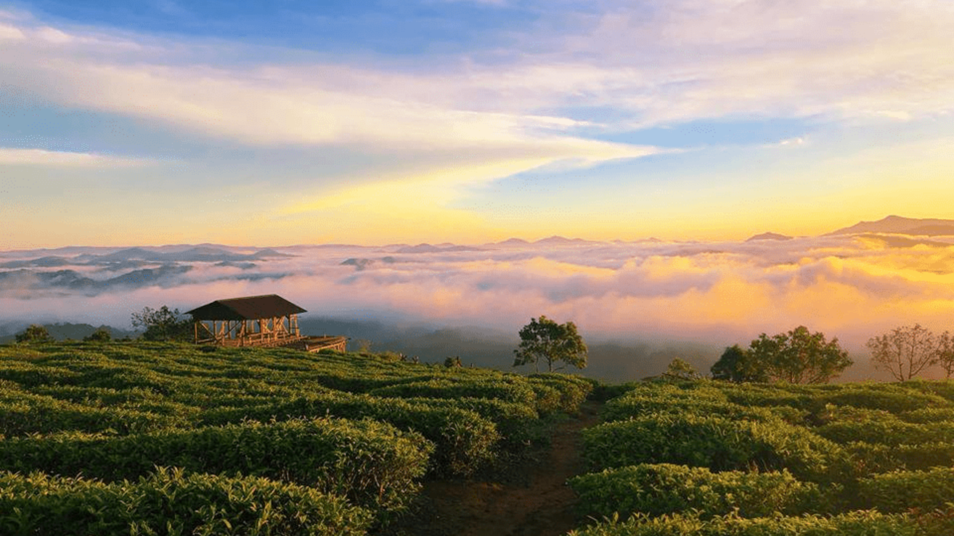 Discover Cau Dat Tea Hill - A Peaceful Place In Dreamy Da Lat