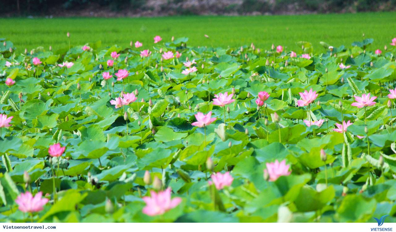 Lotus Village