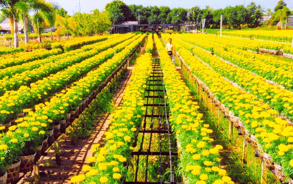 Ba Bo flower village is located in Long Hoa ward, Binh Thuy district, Can Tho city, and is one of the oldest and most traditional flower villages in the Southwest region.