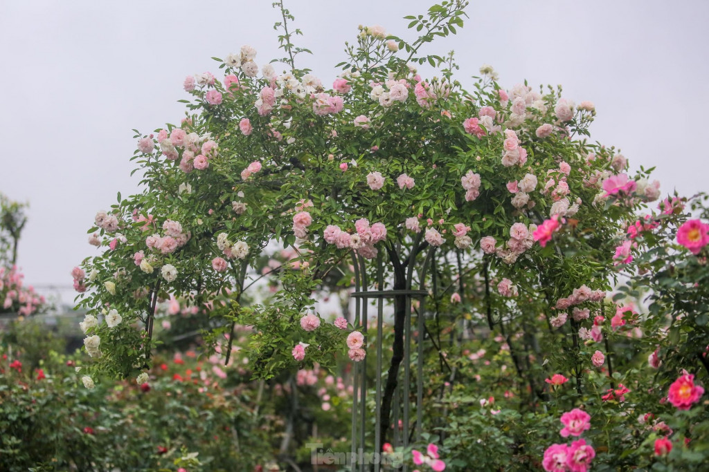 美灵花村