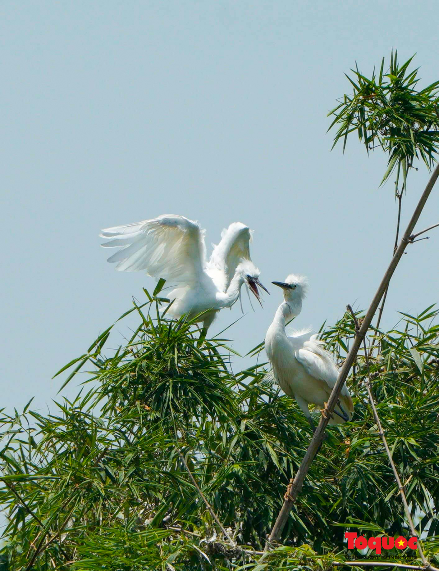 Bang Lang stork garden