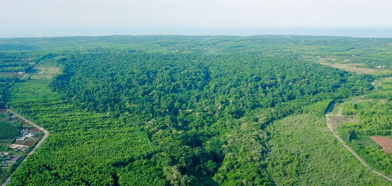 Ru Linh primeval forest