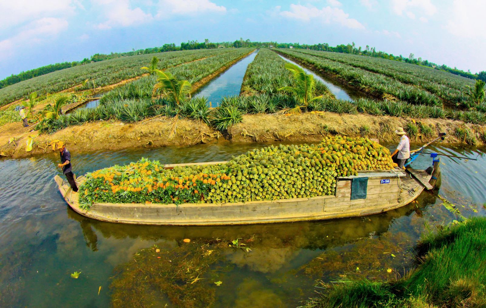 Cau Duc Pineapple Field