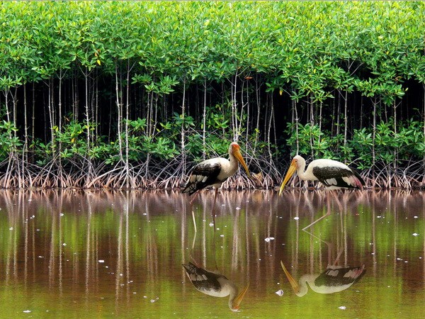 Mangrove Forest eco-tourism area