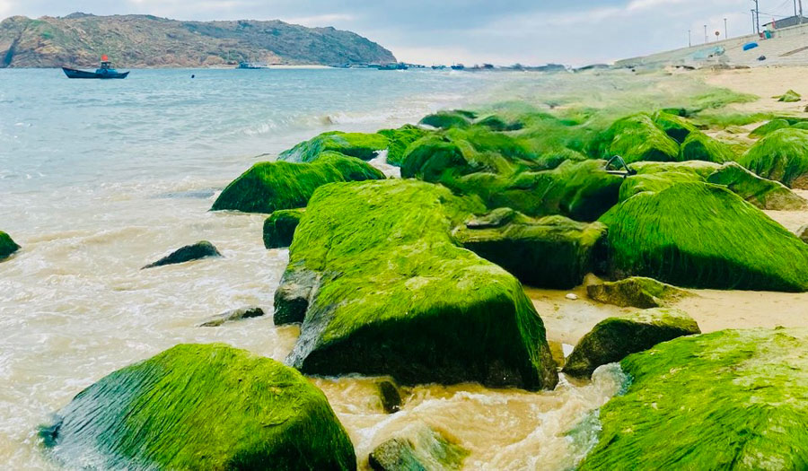 仁海苔藓海滩