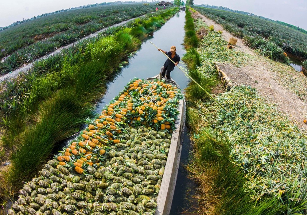 Cau Duc Pineapple Field