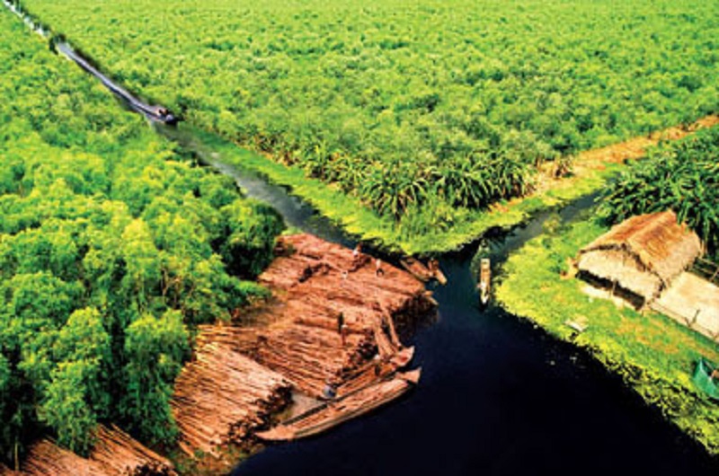 Nam Can Mangrove Forest - View from above