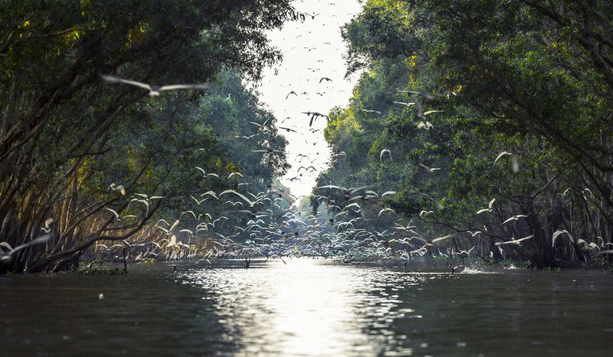 Animal habitat in Tram Chim National Park