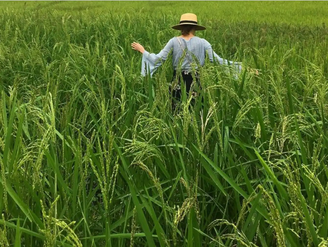 Rice fields spread along the banks of the Len River in Pac Ngoi village.