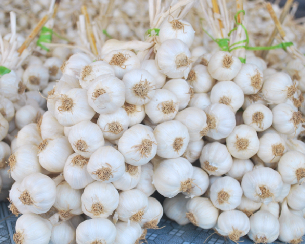 Ly Son garlic fields