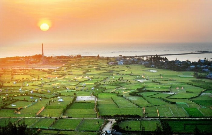 Ly Son garlic fields