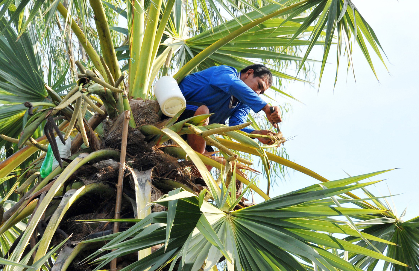 Khám Phá Hương Vị Độc Đáo Của Thốt Nốt – Đặc Sản Vùng Đất An Giang