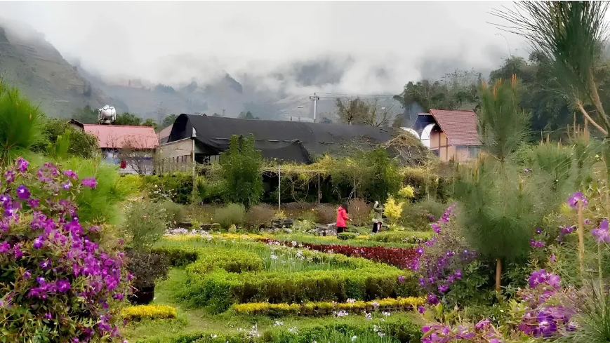 Thung Lũng Hoa Thải Giàng Phố .