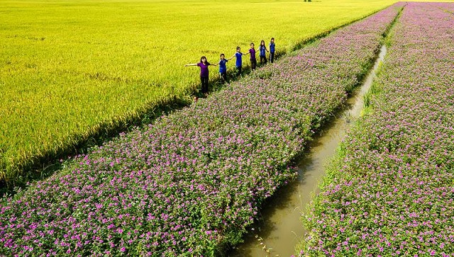 Cánh đồng Hoa Dừa Cạn Tím