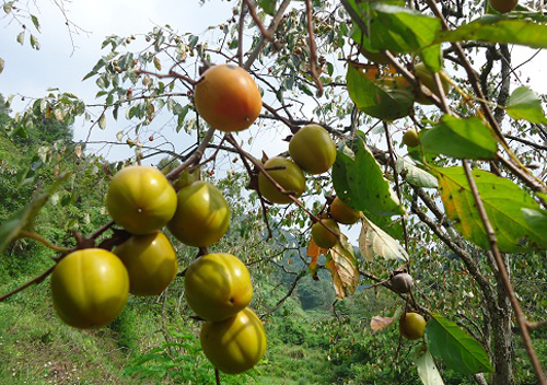 Cây hồng bảo lâm bé nhỏ mà cho lượng quả nhiều đến không tưởng