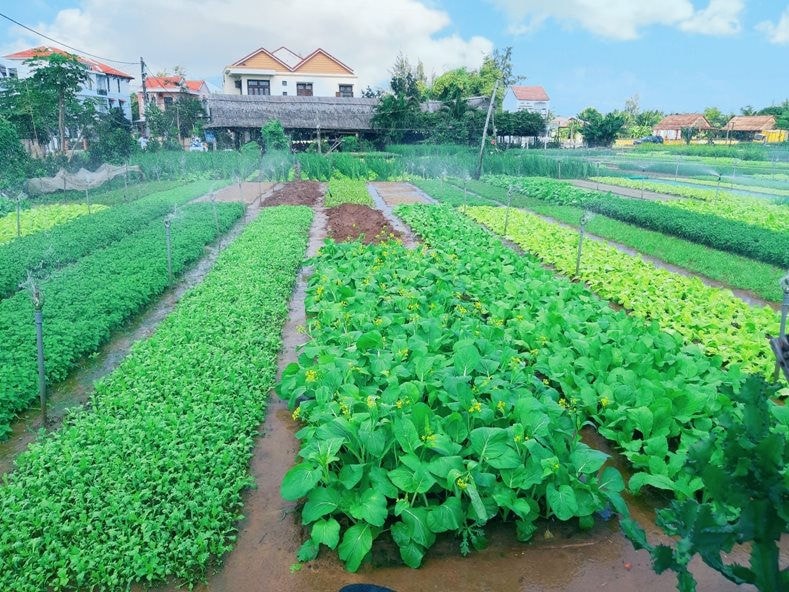 Tra Que vegetable village