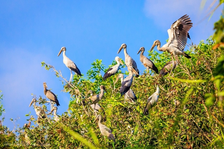 Bang Lang stork garden