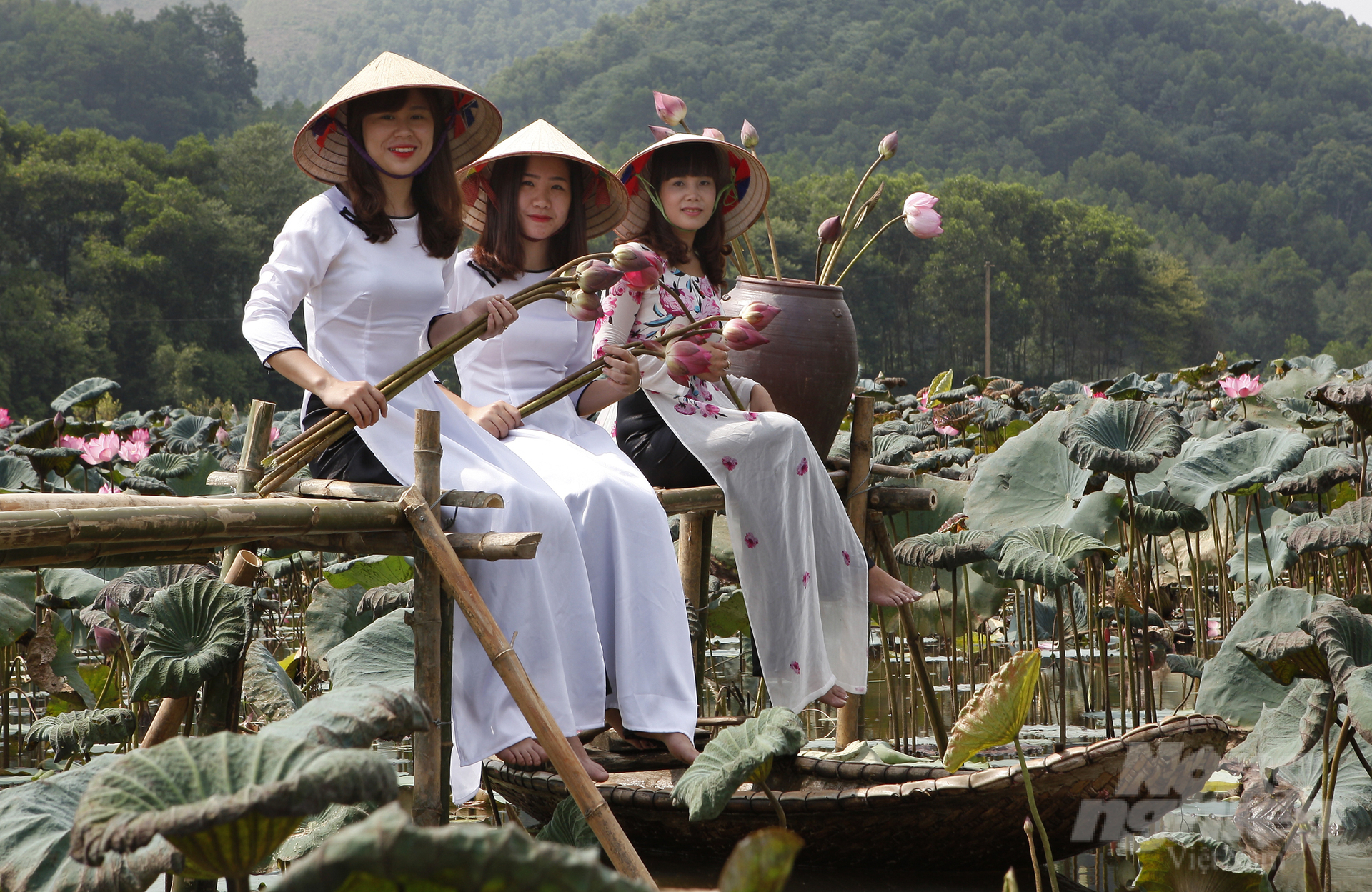 Van Hoi lotus pond