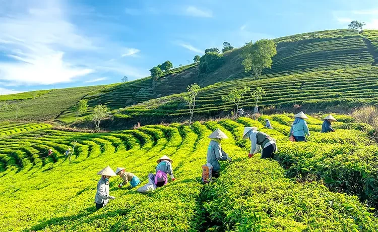 Cau Dat 茶山是大叻极具吸引力的旅游胜地，这里一望无际的绿色茶田吸引着游客。