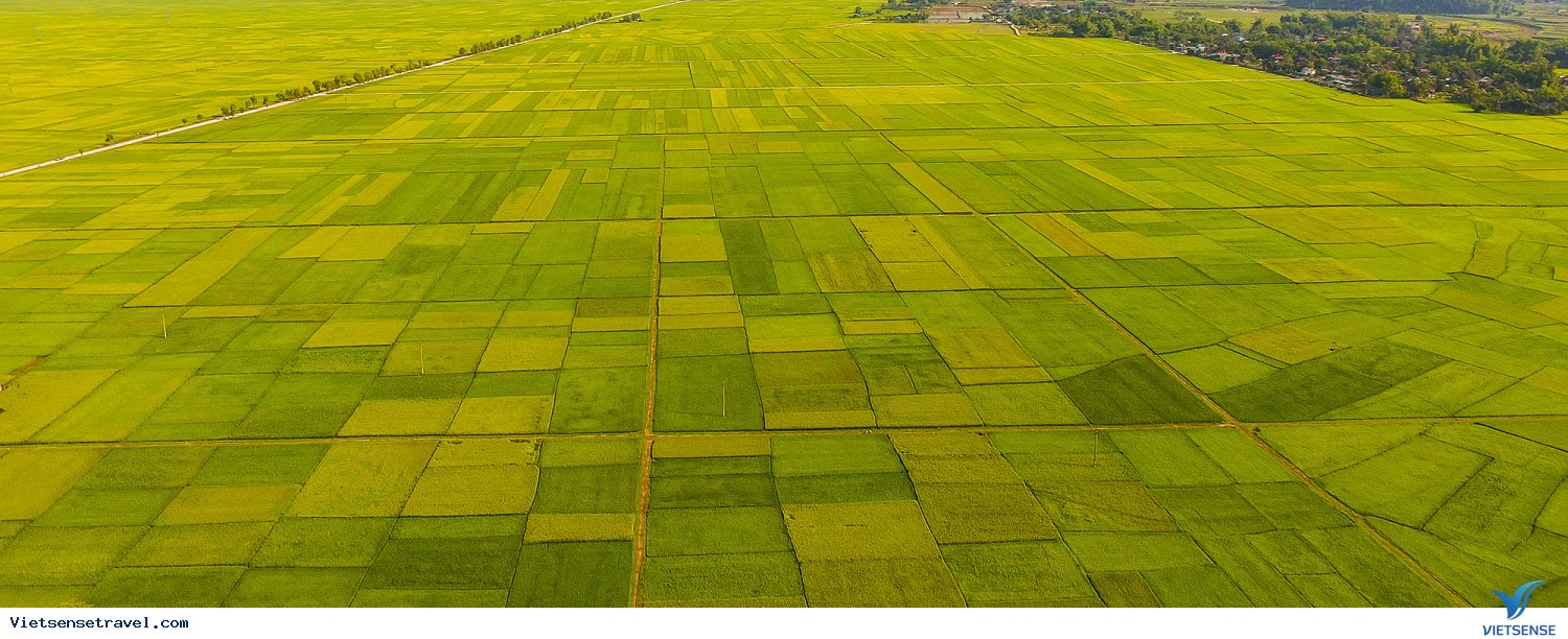 Muong Lo fields