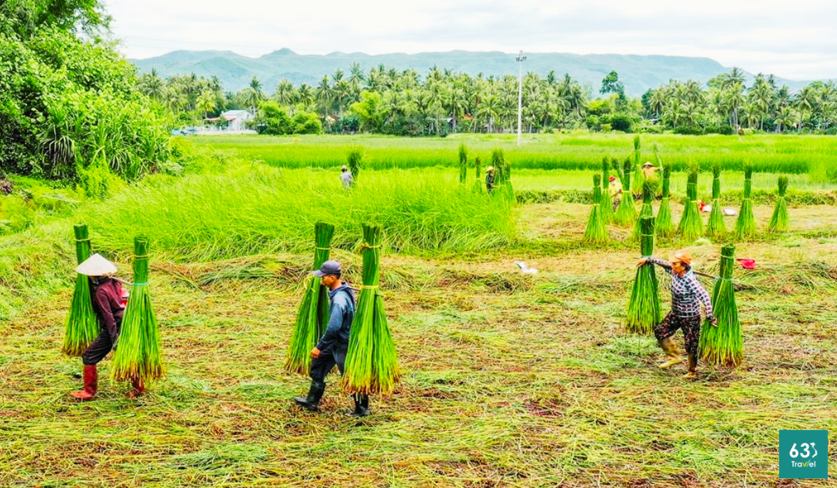 Làng dệt chiếu Cái Chanh lâu năm độc đáo ở Cần Thơ