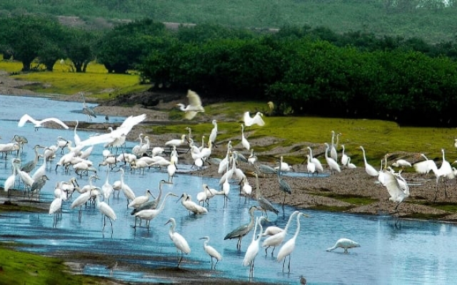 Bang Lang stork garden