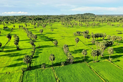 Palmyra fields