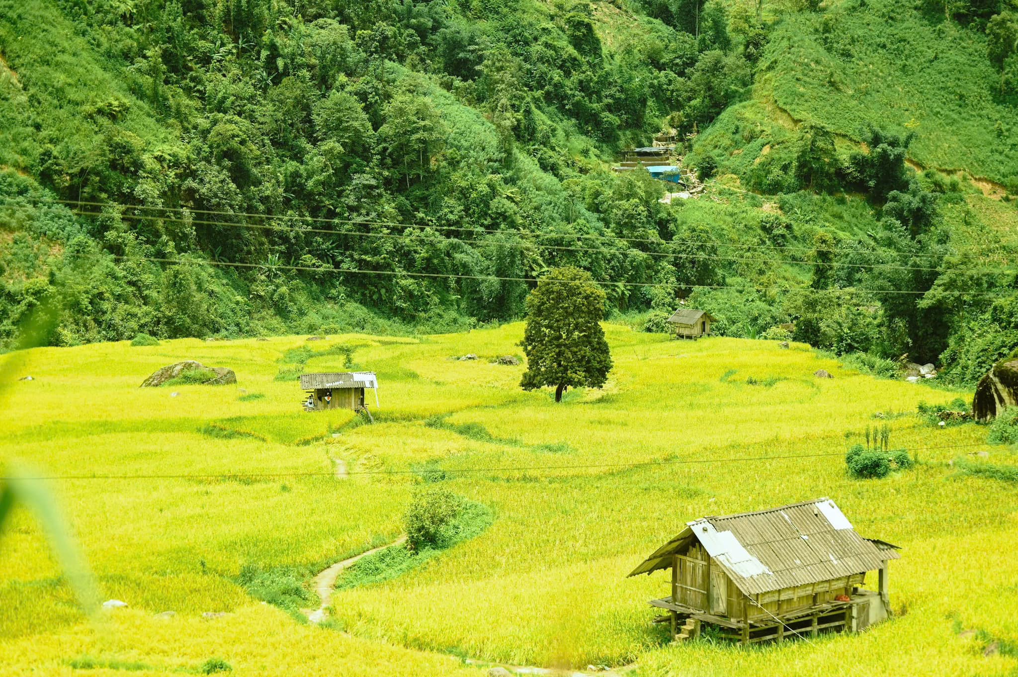 SẮC VÀNG MÙA LÚA CHÍN Ở NẬM CANG