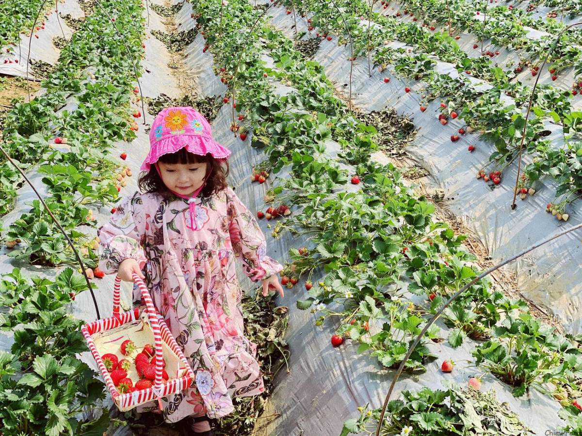 Chimi Farm木州草莓园