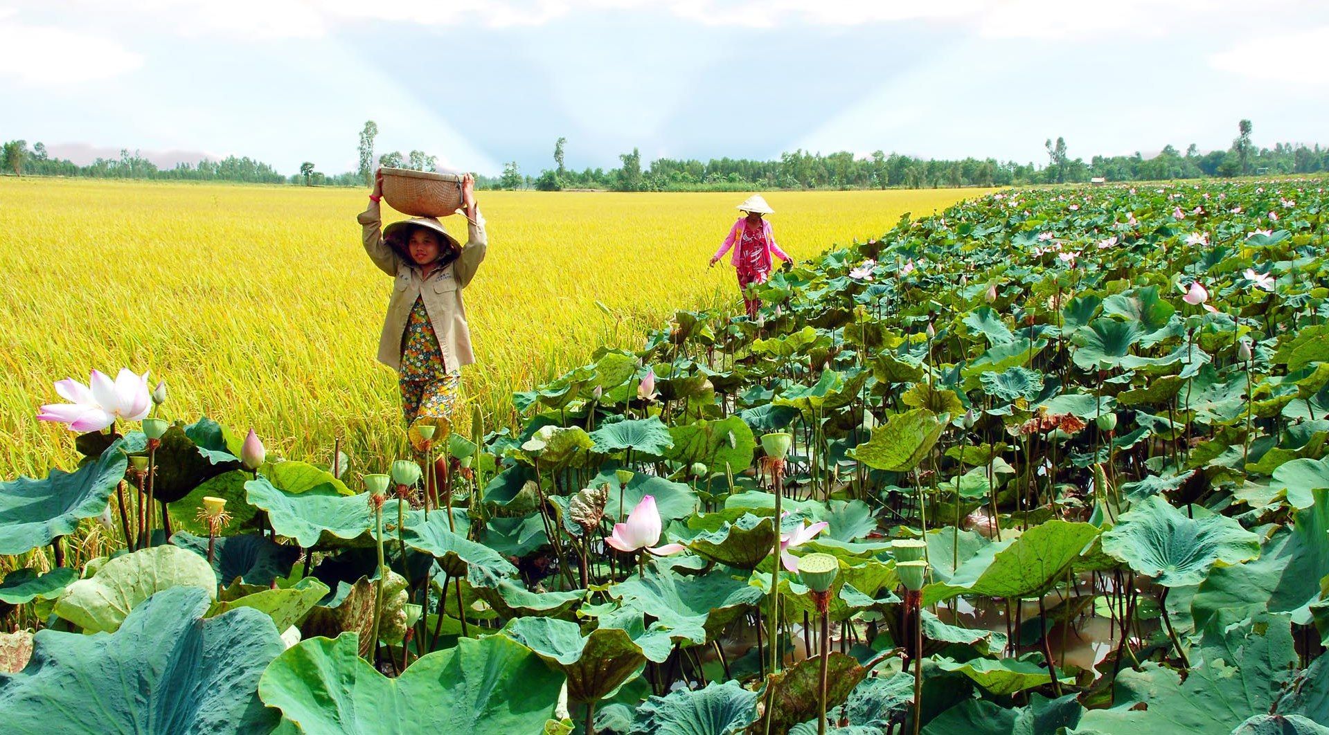 5 địa điểm du lịch không nên bỏ lỡ khi đến Đồng Tháp