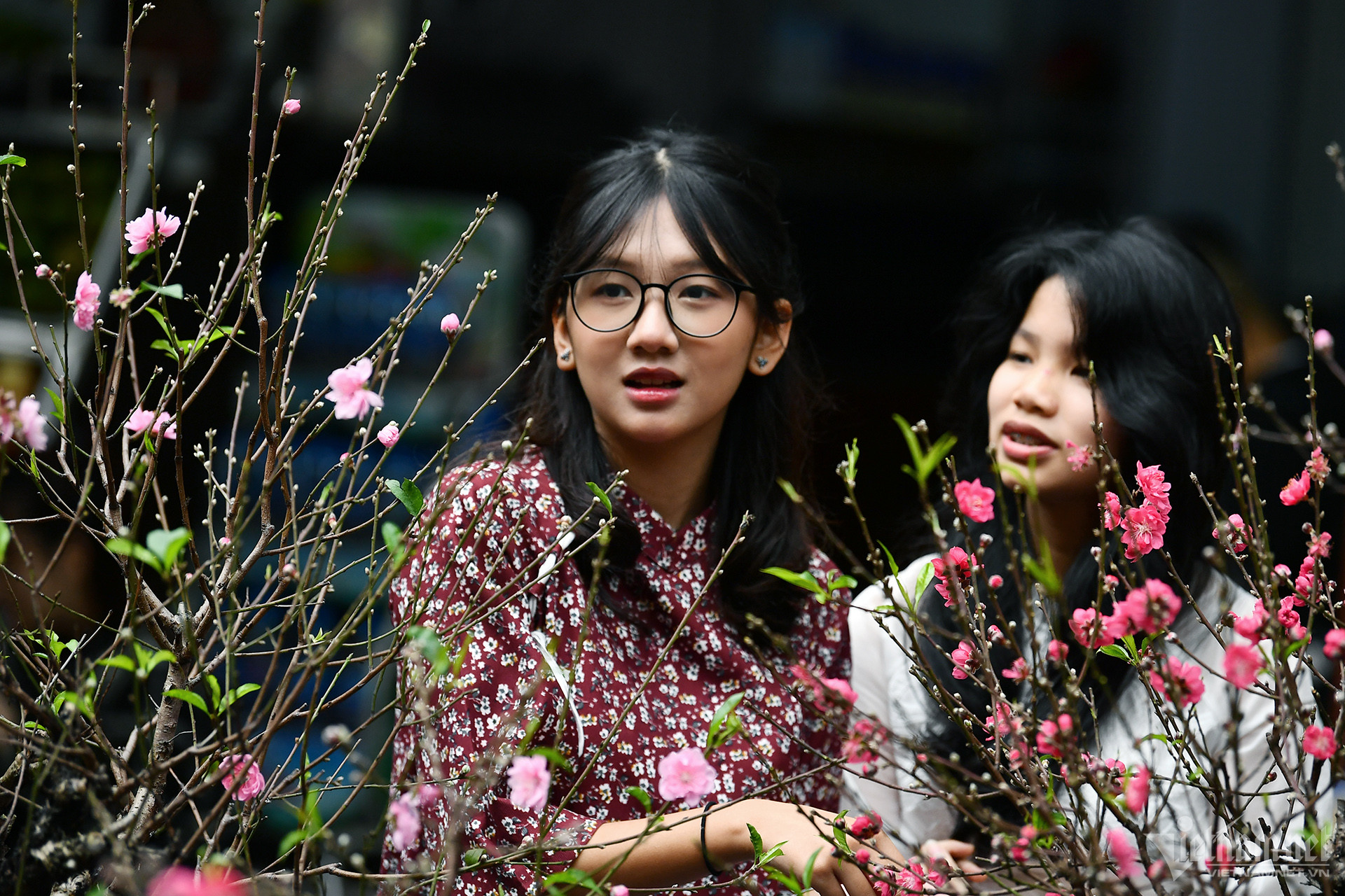 年に一度、テトの頃にだけ開かれるハンルオック花市場には欧米人観光客が集まります