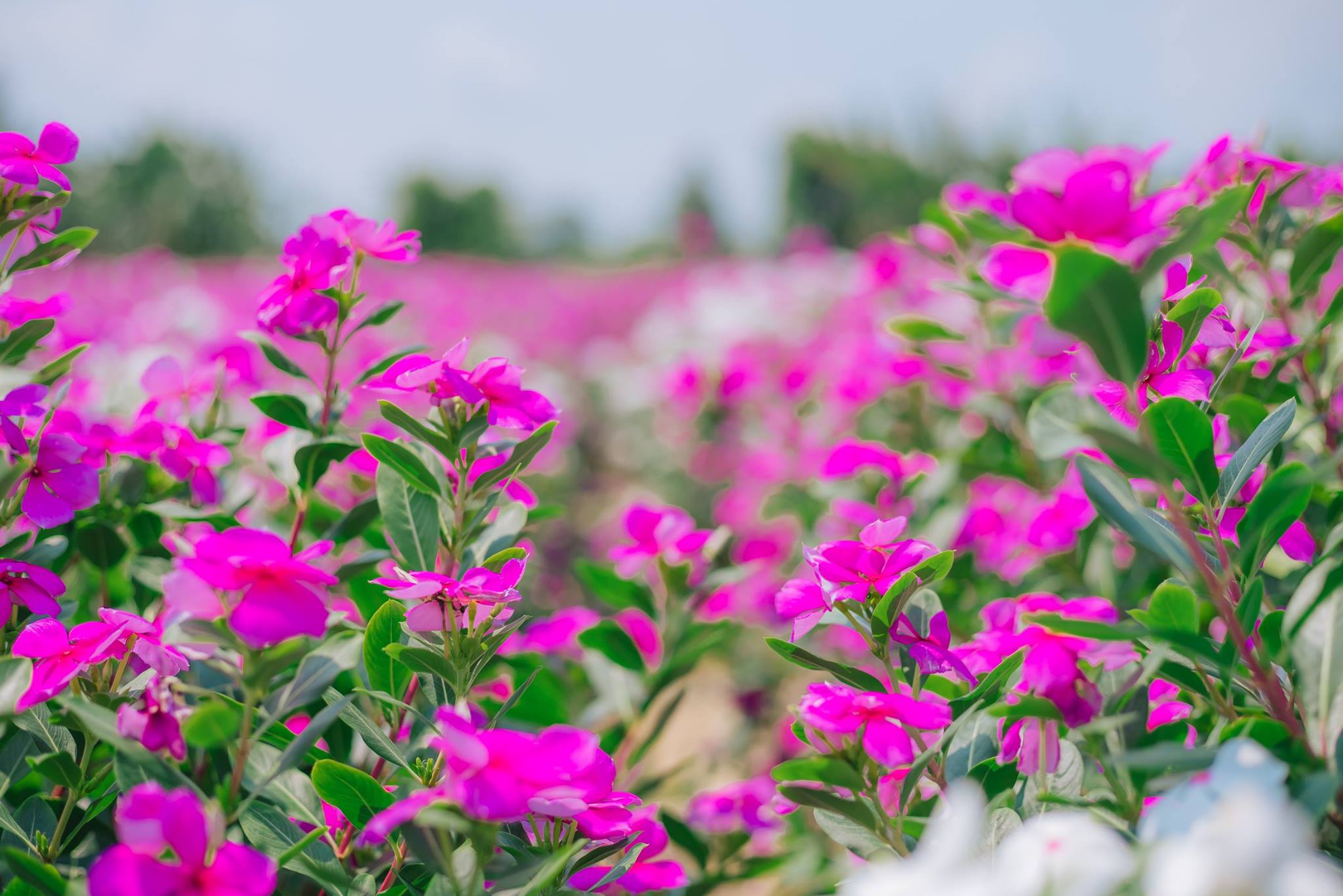 Purple Periwinkle Field