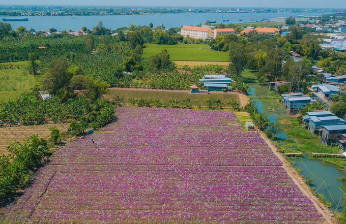 Cánh đồng Hoa Dừa Cạn Tím