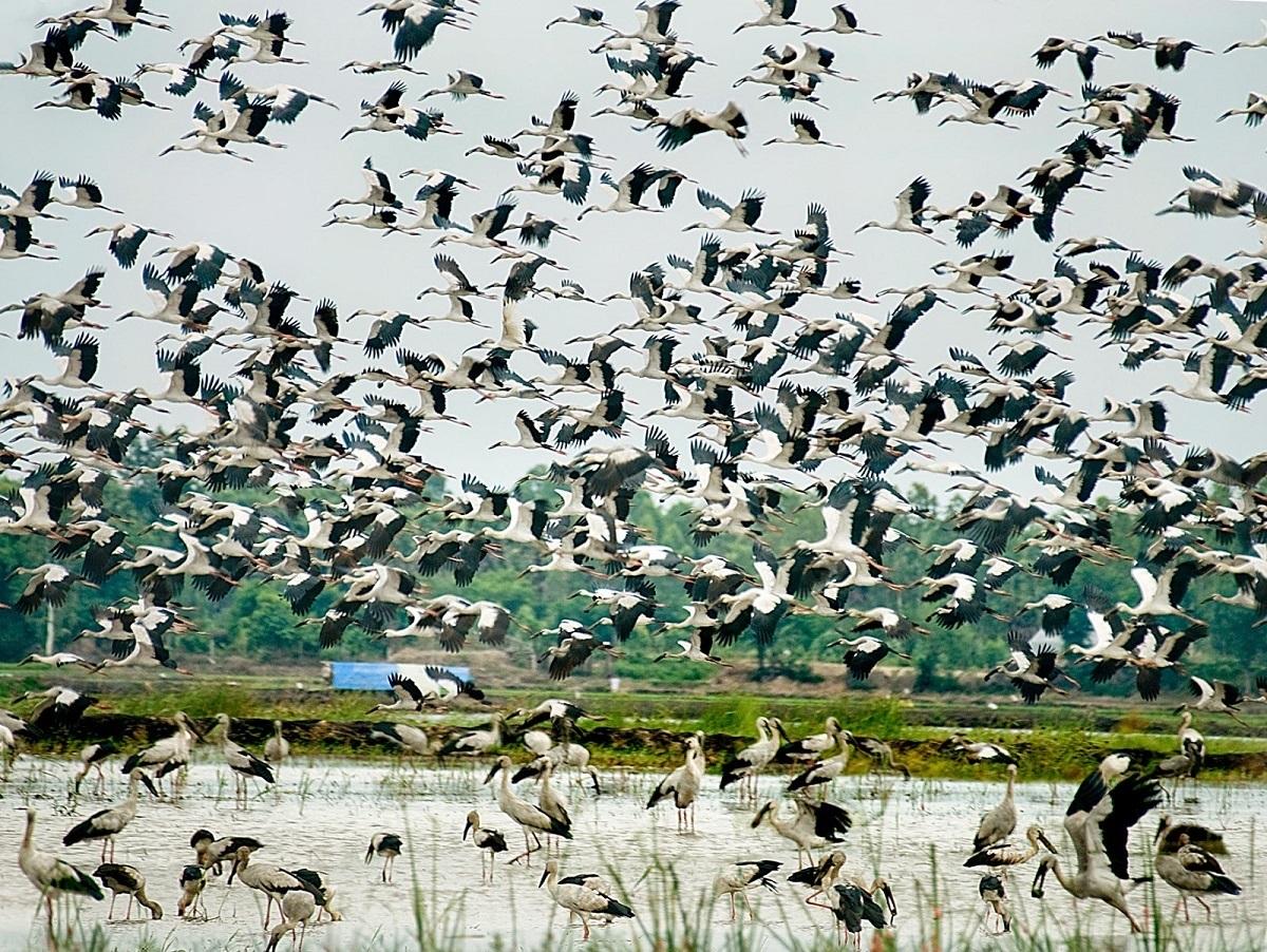 Bang Lang stork garden