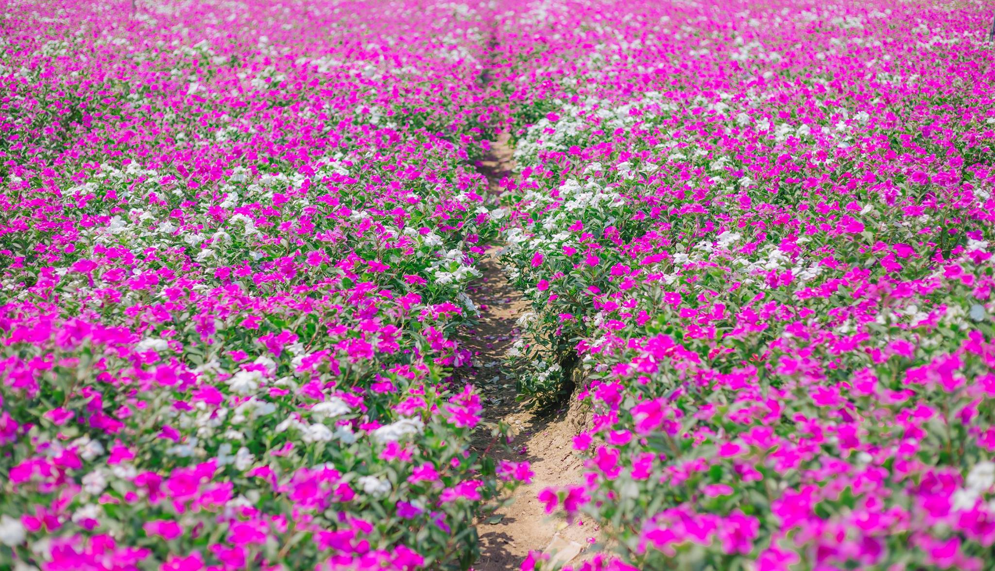 Purple Periwinkle Field