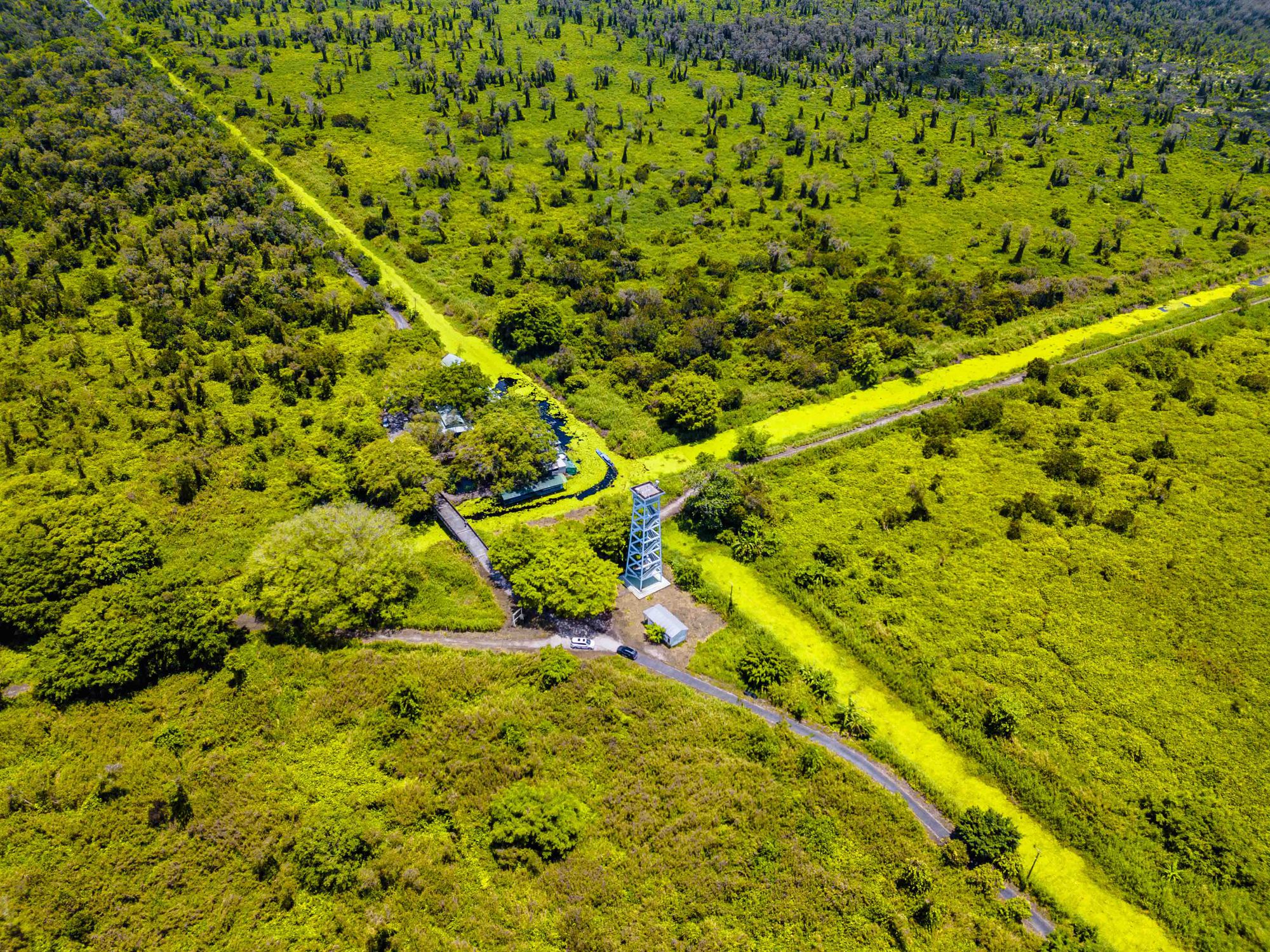 U Minh Ha Forest